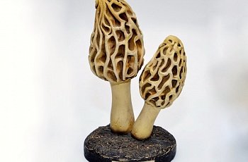 Статуэтка грибы #1