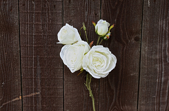 Роза пионовидная кустовая "Белая"